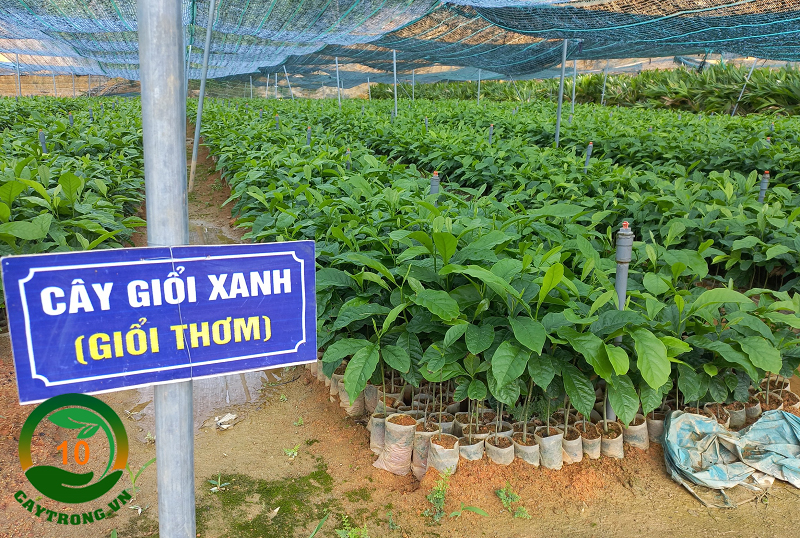 cây Giổi xanh